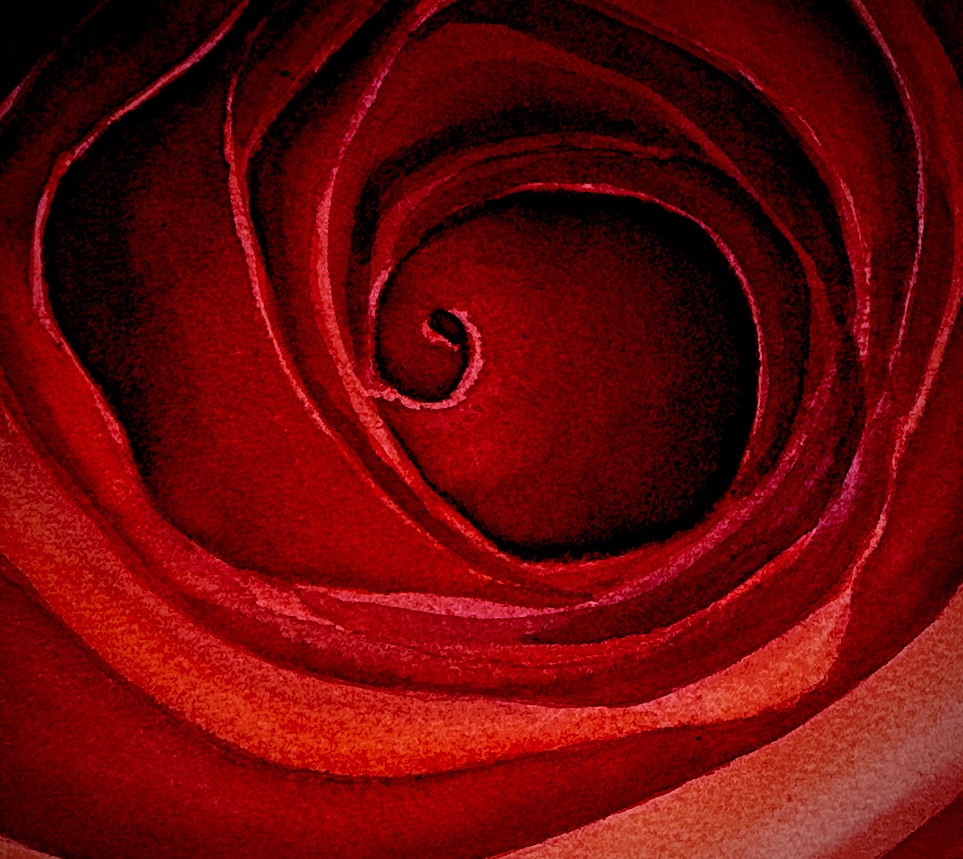 Rose - red cropped