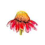 coneflower